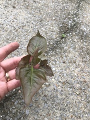 Magnoliopsida