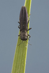 Agrilus carpini