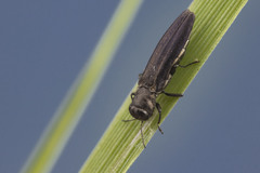 Agrilus carpini