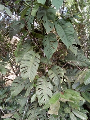 Monstera acuminata