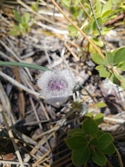 Calochortus tolmiei