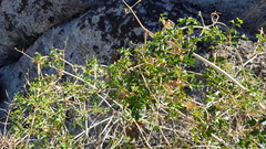 Clematis pauciflora