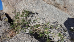 Clematis pauciflora