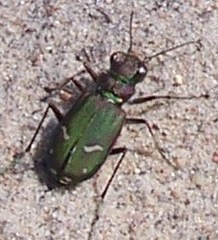 Cicindela purpurea