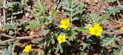 Tribulus terrestris