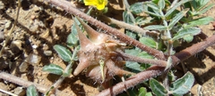 Tribulus terrestris