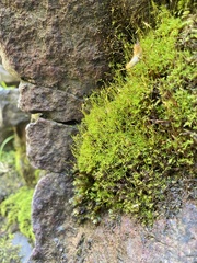 Bryoerythrophyllum recurvirostrum