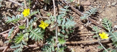 Tribulus terrestris