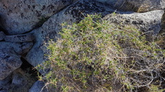 Clematis pauciflora