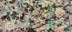 Tribulus terrestris