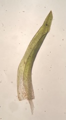 Bryoerythrophyllum recurvirostrum