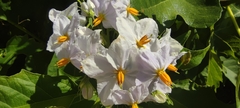 Solanum bonariense