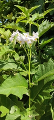 Solanum bonariense