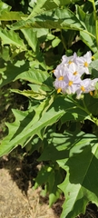 Solanum bonariense