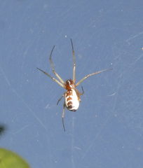 Frontinellina frutetorum