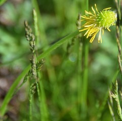 Ranunculus ollissiponensis