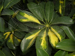 Frontinellina frutetorum