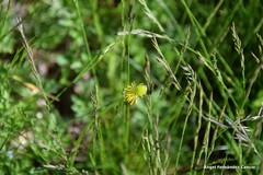 Ranunculus ollissiponensis