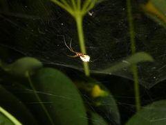 Frontinellina frutetorum