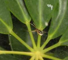 Frontinellina frutetorum