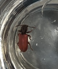 Zenodosus sanguineus