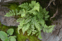 Cystopteris fragilis apiiformis