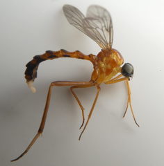 Vermileo