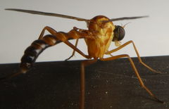 Vermileo