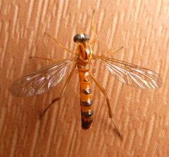 Vermileo