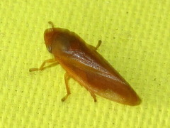 Philaenus nigripectus