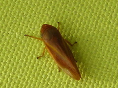 Philaenus nigripectus