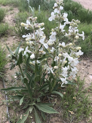 White-flower Beardtongue