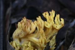 Ramaria capitata