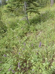 Agastache urticifolia