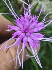 Liatris compacta