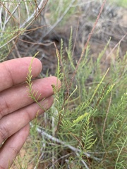 Parryella filifolia