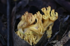 Ramaria capitata
