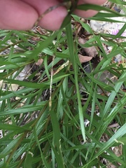 Liatris compacta