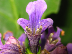 Ajuga spectabilis