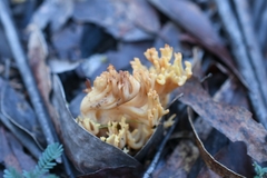 Ramaria capitata