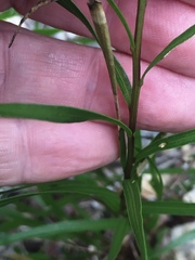 Liatris compacta