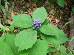 Ajuga spectabilis