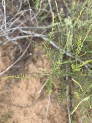 Parryella filifolia