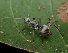 Polyrhachis bicolor