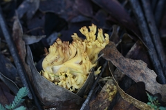 Ramaria capitata