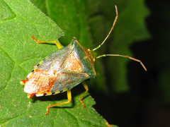 Acanthosoma denticaudum
