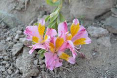Alstroemeria exserens