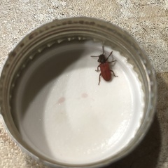 Zenodosus sanguineus