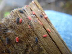 Bilobella braunerae