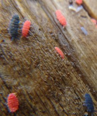 Bilobella braunerae